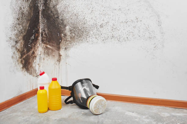 Best Crawl Space Mold Removal  in Fifth Ward, LA